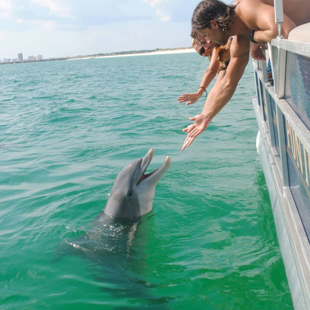 Shell Island Dolphin Tours