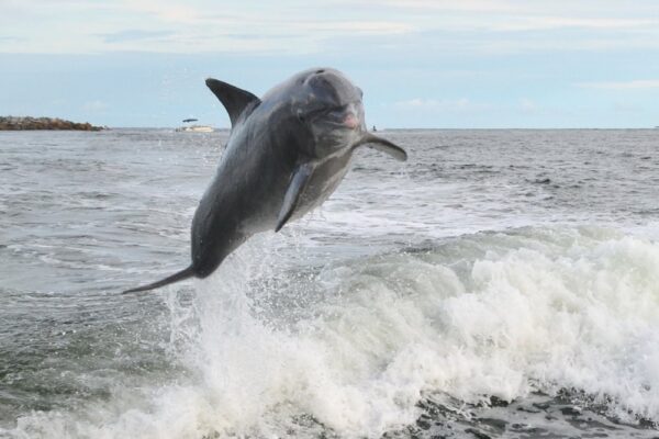 Carl Grey Park Dolphin Tours