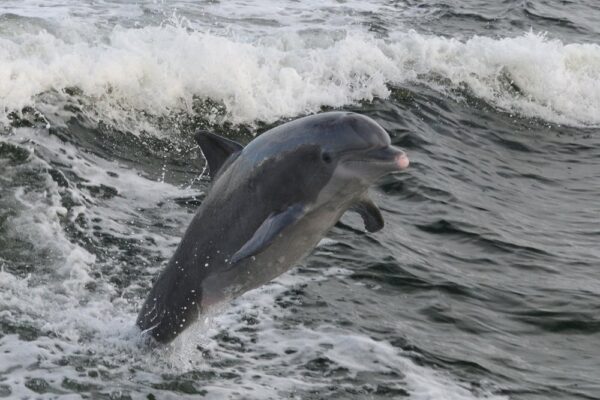 Inlet Beach Dolphin Tours