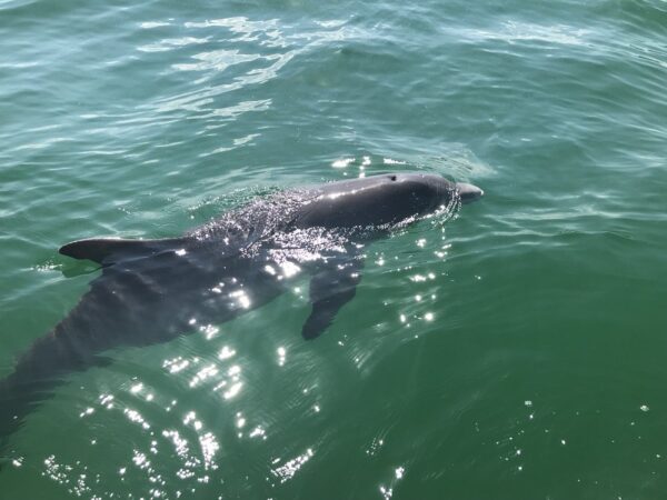 Papa Joe’s Bayside Dolphin Tours