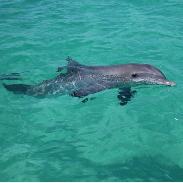 Sun Harbor Marina Dolphin Tours