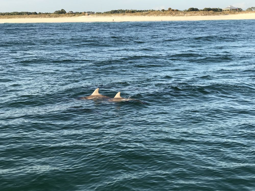 Upper Grand Lagoon Dolphin Tours