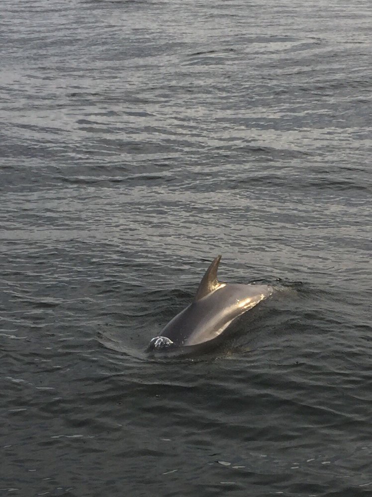 Lower Grand Lagoon Dolphin Tours