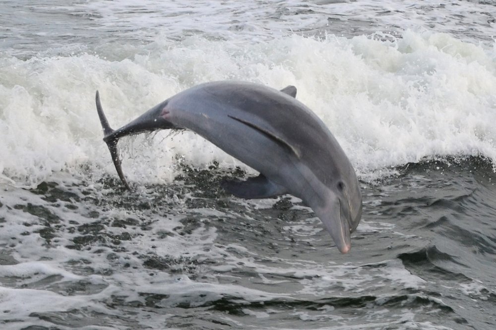 Carl Grey Park Dolphin Tours