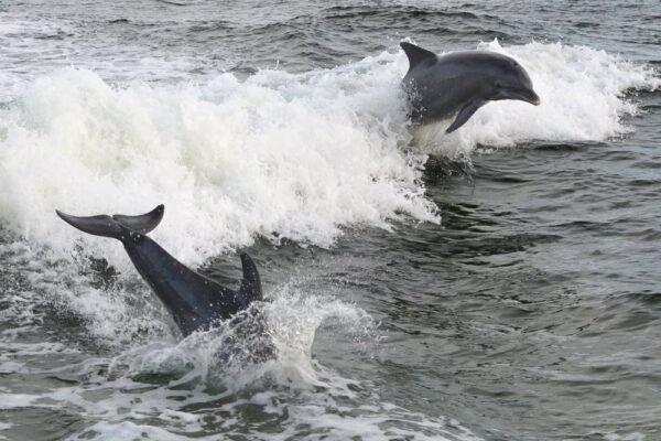 Carl Grey Park Dolphin Tours