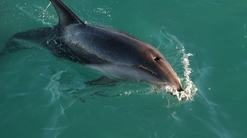 Gulf Lagoon Beach Dolphin Tours