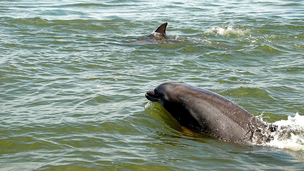 Papa Joe’s Bayside Dolphin Tours