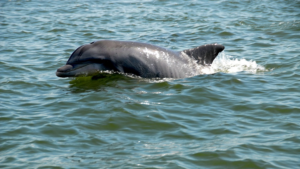 Gulf Lagoon Beach Dolphin Tours