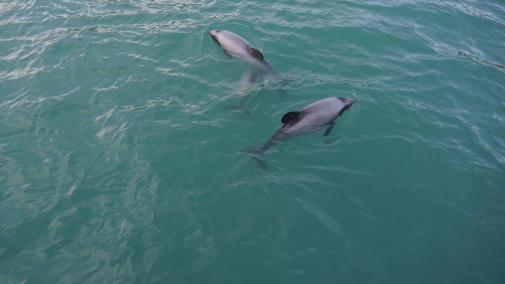 Alys Beach Florida Dolphin Tours