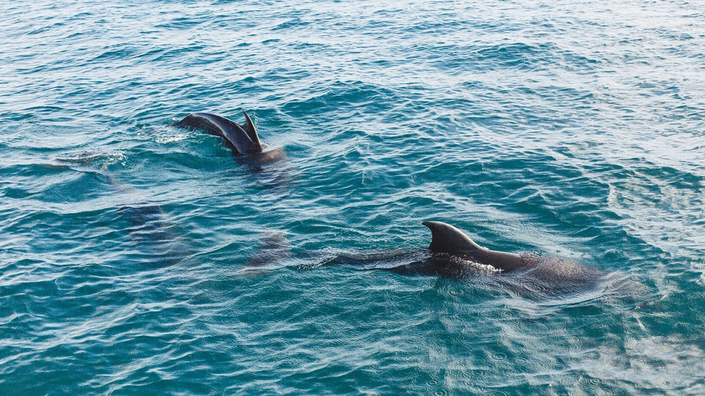 Inlet Beach Dolphin Tours