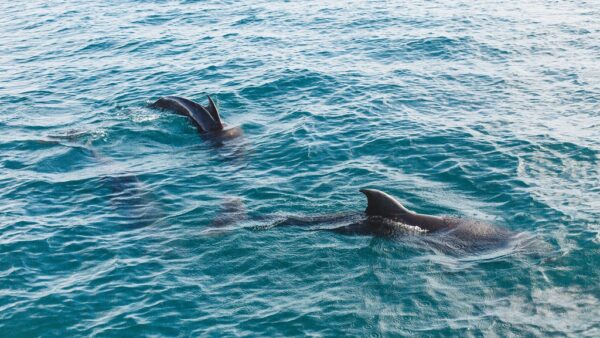 Pirates Cove Marina Dolphin Tours