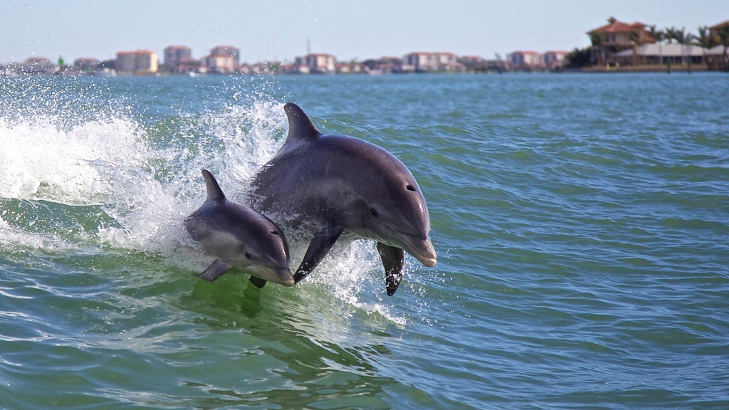 Dolphin Boat Ramp Dolphin Tours