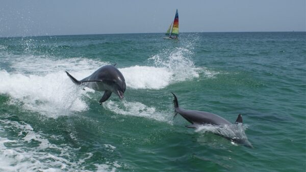 Pirates Cove Marina Dolphin Tours