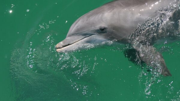 Papa Joe’s Bayside Dolphin Tours